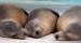 galapagos sea lions rest on espanola island in the galápagos islands, ecuador